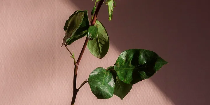 Featured image of post Don’t Waste Your Time on Someone Who Doesn’t Have You in Their Heart